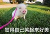 小猪猪 觉得自己笑起来好美 可爱 搞笑 萌萌哒