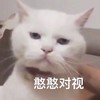 萌宠 喵星人 憨憨对视 看着我的眼睛 呆萌 憨憨