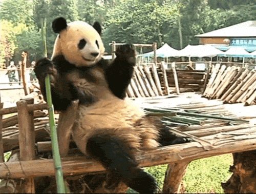 熊猫 瘫坐 吃竹子 国宝