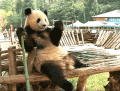 熊猫 瘫坐 吃竹子 国宝