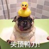 萌宠 猫星人 头顶压力 无辜 呆萌 可爱