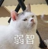 白猫 斜视 鄙视 弱智