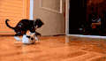 猫咪  玩耍  跳动  可爱