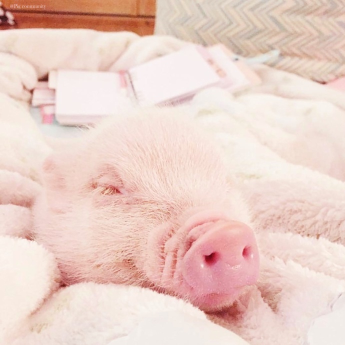 宠物猪 睡觉 毯子 白毛