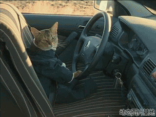 猫猫 开车 质疑 搞笑 牛逼 二货