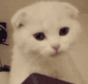 猫咪 可爱 萌萌哒 白色