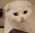 猫咪 可爱 萌萌哒 白色