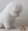 萌宠 汪星人 小兄弟 你笑什么啊 搞怪 呆萌