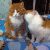 宠物 别难过了 舔舔！ 搞笑 萌 gif