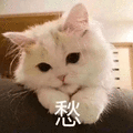 猫 愁