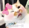 萌宠 喵星人 今天也是貌美如花 元气满满的一天 呆萌 可爱