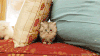 猫咪 可爱 退缩 眼神
