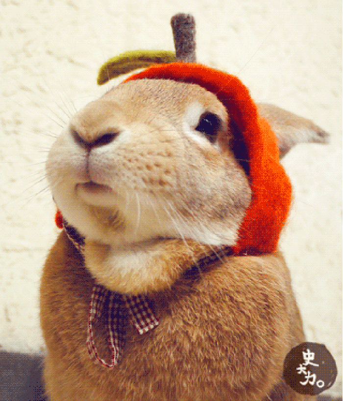 兔子 咀嚼 帽子 可爱