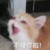 萌宠 猫星人 不理你啦 生气 搞怪 逗