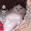 本宫 猫 退下