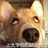 大学 自由 狗 可爱 呆萌