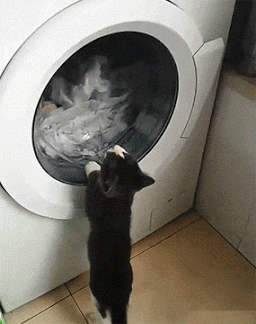 小猫 洗衣机  黑色 可爱