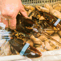 海鲜 美食 龙虾
