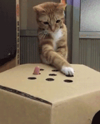 喵星人 猫咪 可爱 萌宠