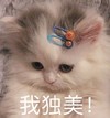 萌宠 猫星人 我独美 开心 呆萌 可爱