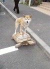 秒吃 狗狗 乌龟 上街溜达