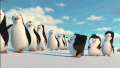 企鹅 可爱 萌 北极