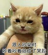 萌宠 喵星人 跟人吵架 哭了 呆萌 可爱