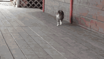 猫咪 跑步 可爱 室外