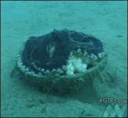 章鱼 海底 逃跑 环境