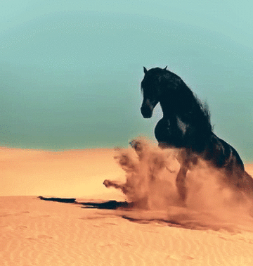 沙漠 骏马 奔腾 黑色的