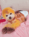 狗狗 可爱 欢乐 眨眼