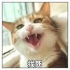 萌宠 猫星人 找死 生气 搞怪 逗