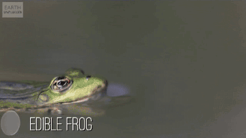 青蛙 捕食