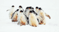企鹅 penguin 摇摇摆摆