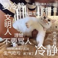 冷静 猫咪 生气 好凶