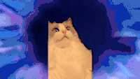 猫咪 震惊 害怕 蓝色