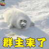 群主来了 搞笑 搞怪 海豹 soogif soogif出品