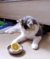 猫咪 可爱 我不爱吃 搞笑