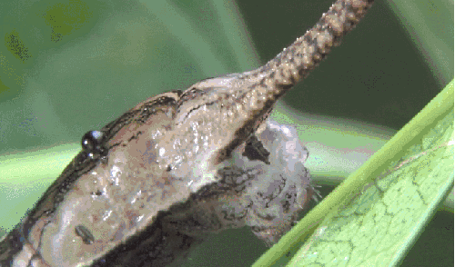 昆虫 模仿大师：哥斯达黎加昆虫 纪录片 长鼻蜡蝉