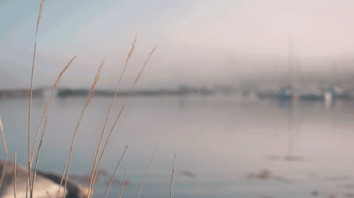 Cinemagraph 湖水 植物 风景