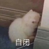 萌宠 猫星人 自闭 难受 呆萌 可爱