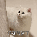 萌宠 喵星人 吓死我了 惊吓 可爱 呆萌