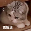 萌宠 喵星人 我来看看 我康康 可爱 呆萌