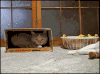 猫猫 呆萌 摇尾巴 可爱