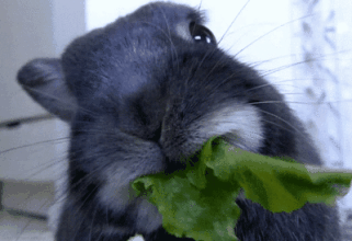 小兔兔 吃蔬菜 可爱 饥饿