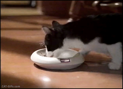 猫咪 吃东西 可爱
