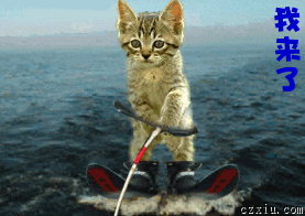 动画 卡通 猫猫 冲浪的小猫来啦