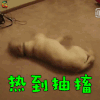 萌宠 狗 热到抽搐 搞怪 soogif soogif出品