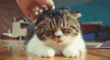 喵星人 猫 可爱 萌宠 猫咪