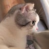 猫咪 逗 可爱 萌宠 搞笑